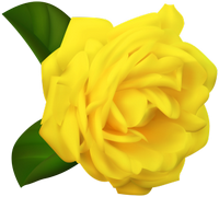 a beautiful yellow rose